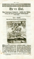 Valentini & Merian Original Prints 1719 Ammi Plant - Panteek Antique Prints