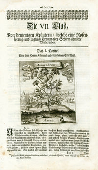 Valentini & Merian Original Prints 1719 Ammi Plant - Panteek Antique Prints