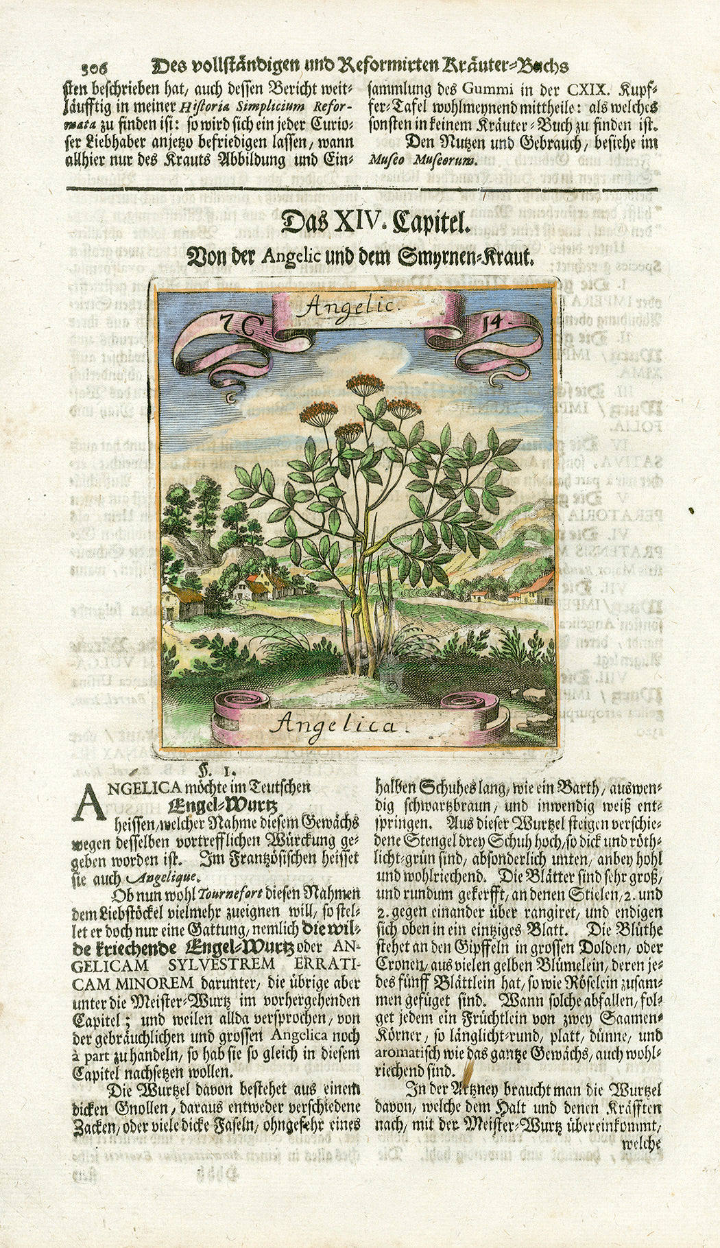 Valentini & Merian Original Prints 1719 Angelica Herb