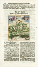 Valentini & Merian Original Prints 1719 Angelica Herb - Panteek Antique Prints