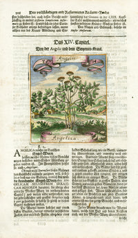 Valentini & Merian Original Prints 1719 Angelica Herb - Panteek Antique Prints