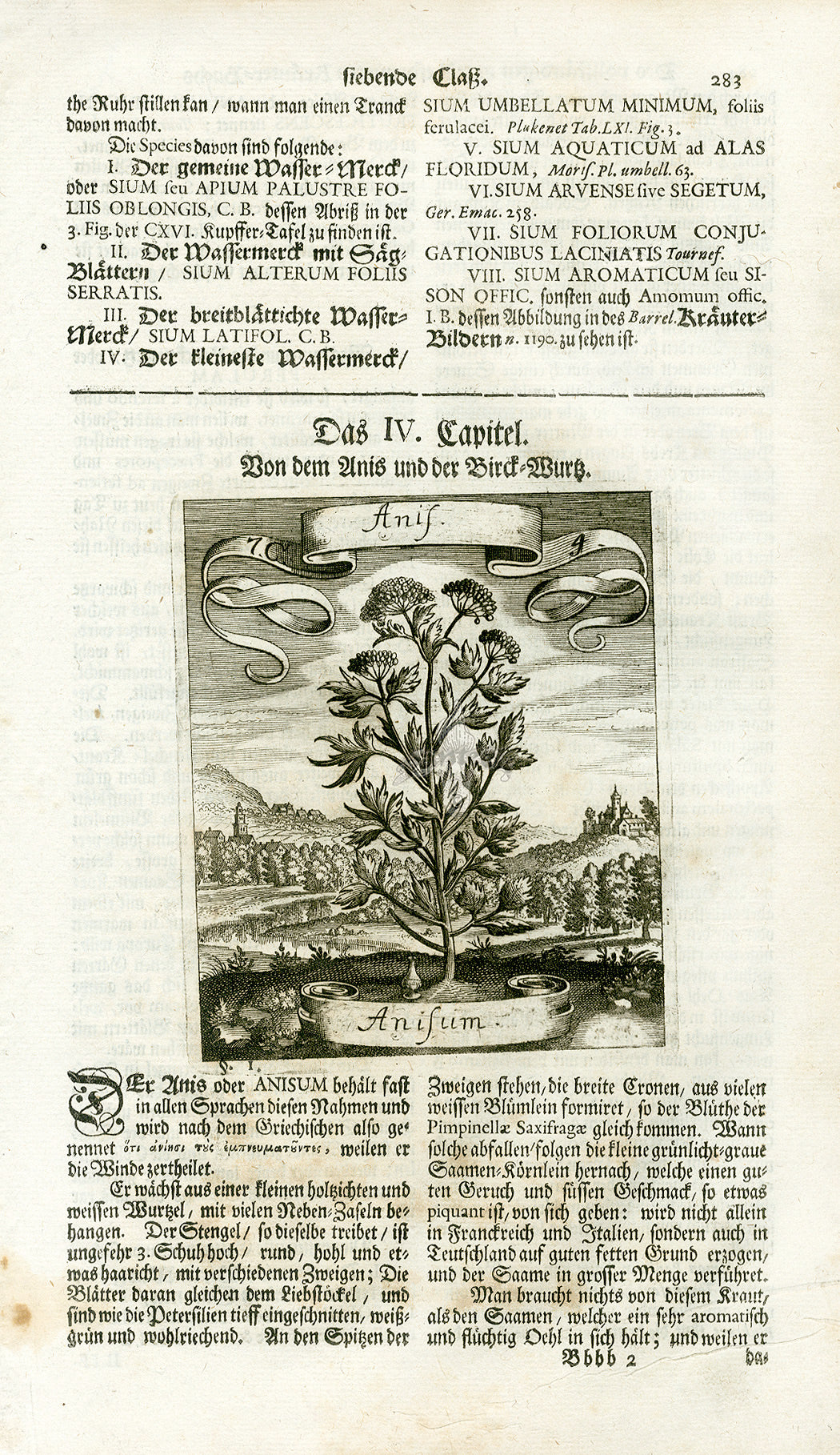 Valentini & Merian Original Prints 1719 Anisum Herb