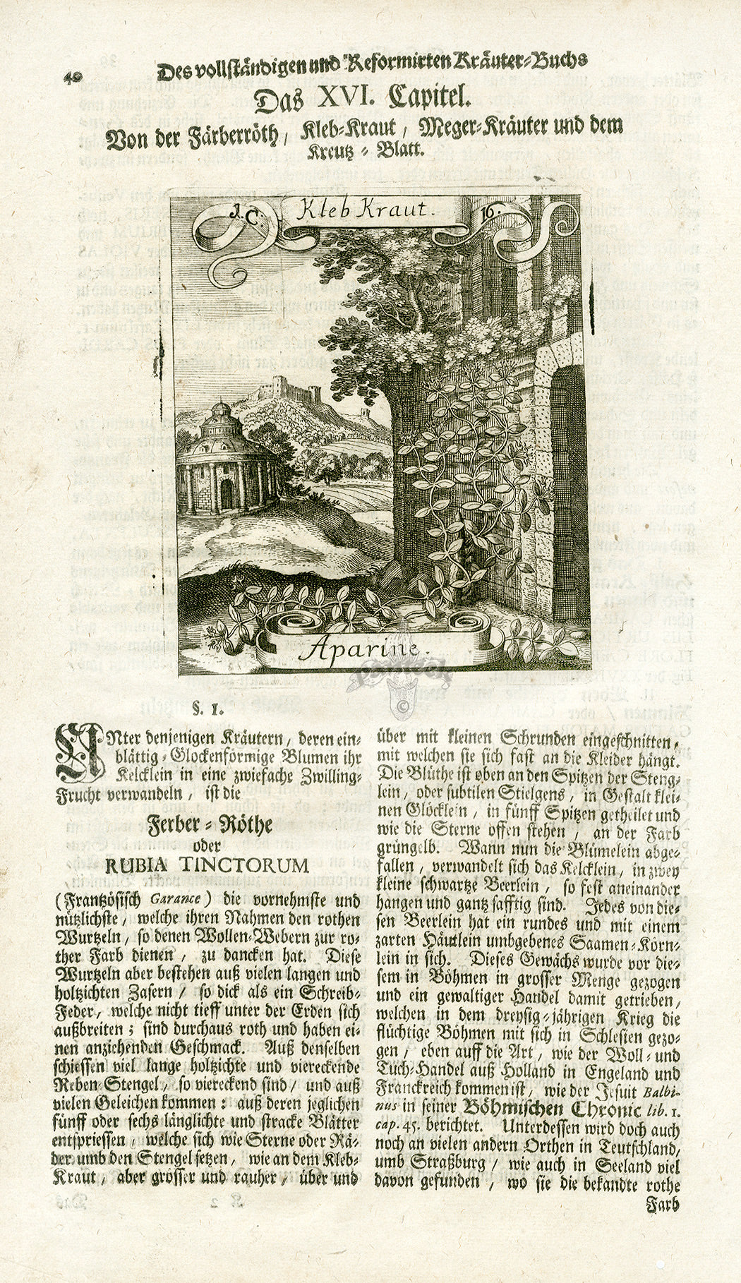 Valentini & Merian Original Prints 1719 Aparine Herb