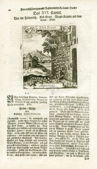 Valentini & Merian Original Prints 1719 Aparine Herb - Panteek Antique Prints