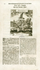 Valentini & Merian Original Prints 1719 Betonica Herb - Panteek Antique Prints