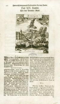 Valentini & Merian Original Prints 1719 Betonica Herb - Panteek Antique Prints