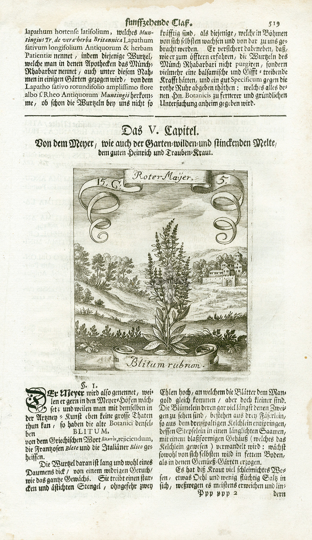 Valentini & Merian Original Prints 1719 Blitum rubrum Plant