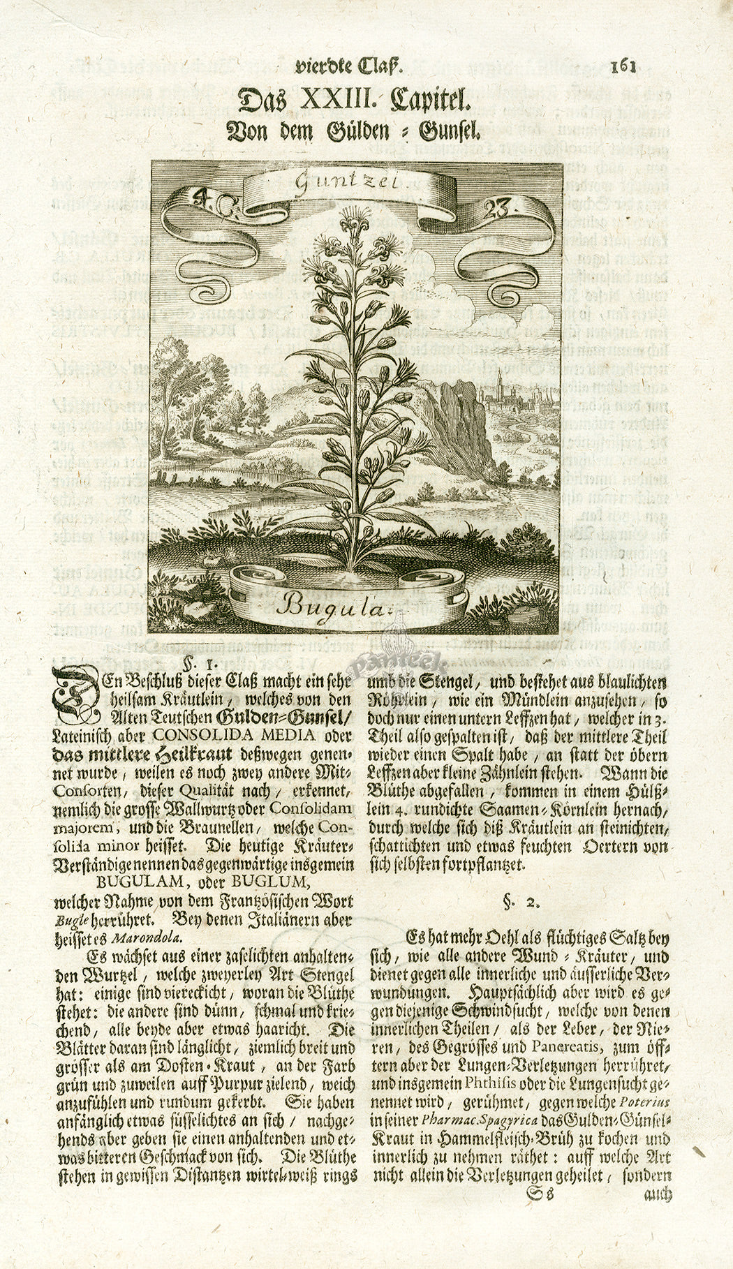 Valentini & Merian Original Prints 1719 Bugula Herb