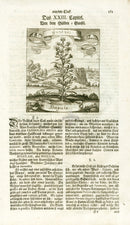Valentini & Merian Original Prints 1719 Bugula Herb - Panteek Antique Prints