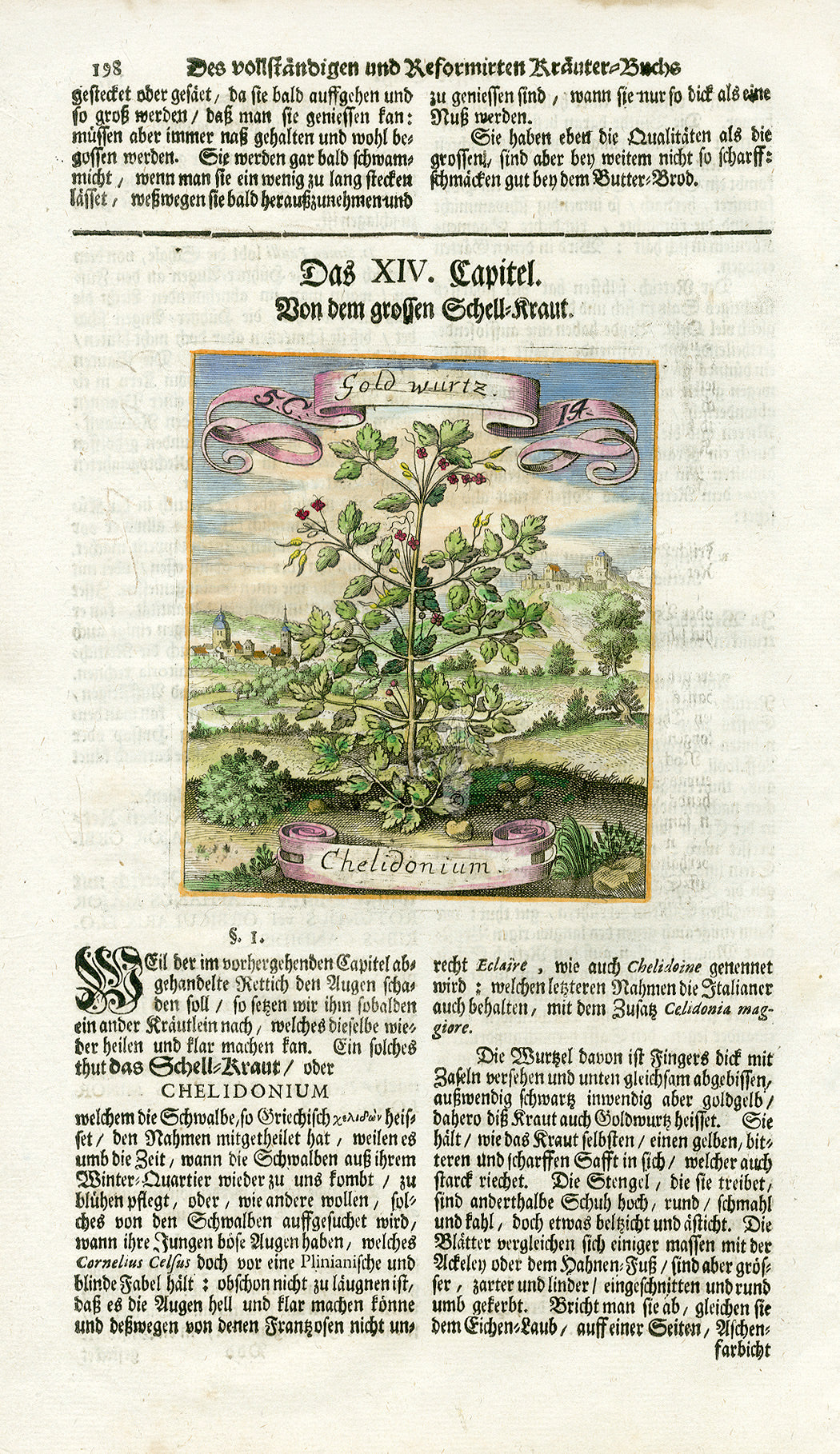 Valentini & Merian Original Prints 1719 Chelidonium Herb