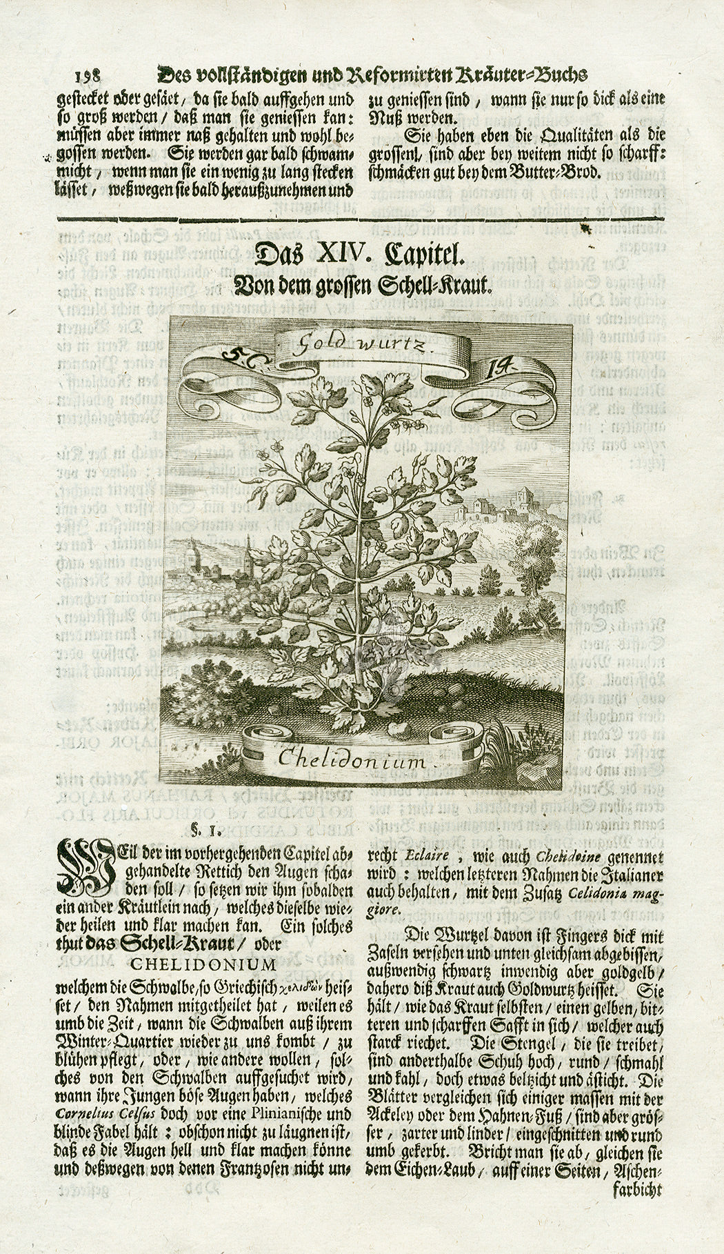 Valentini & Merian Original Prints 1719 Chelidonium Herb B&W