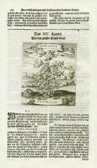 Valentini & Merian Original Prints 1719 Chelidonium Herb B&W - Panteek Antique Prints