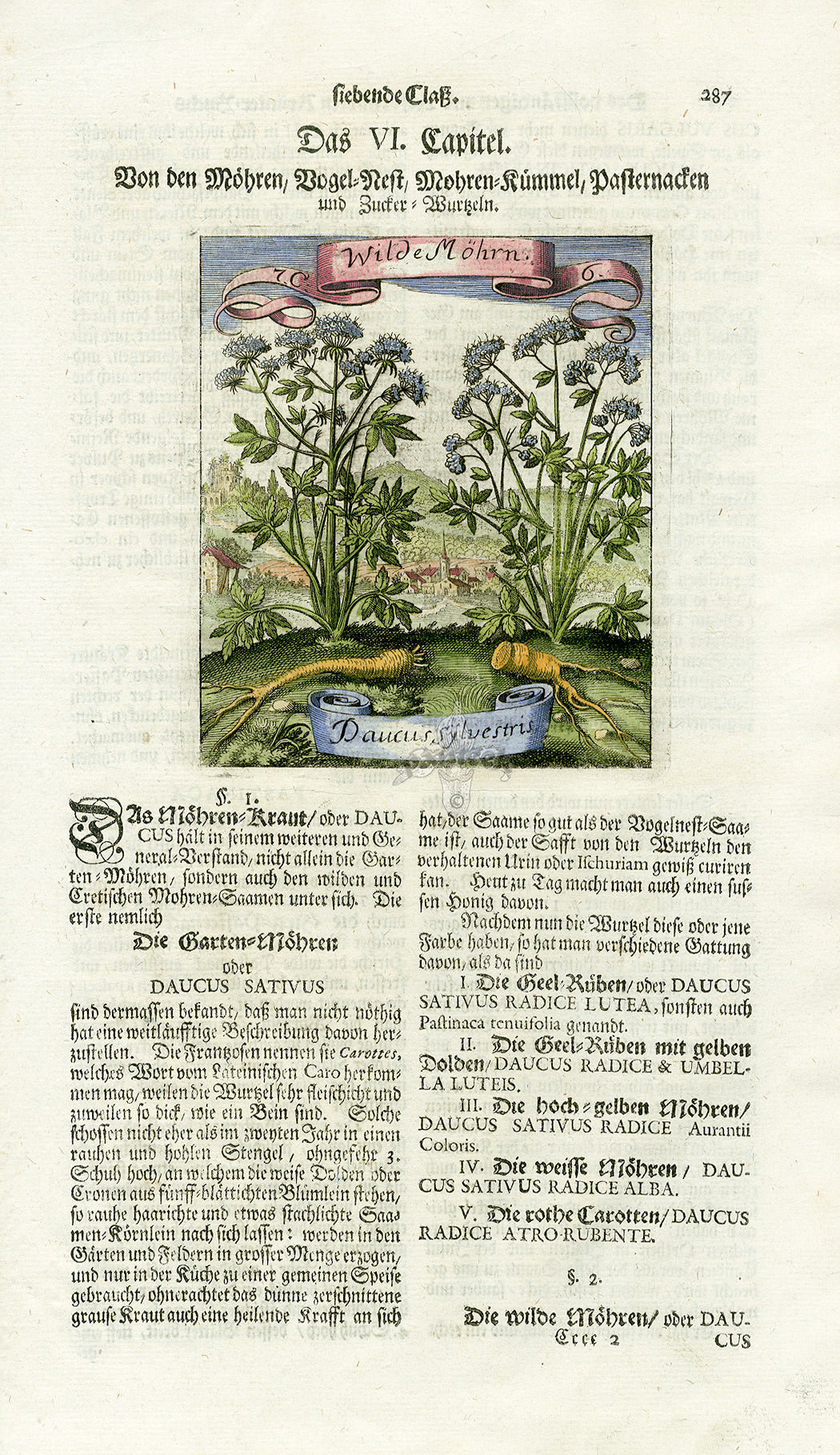 Valentini & Merian Original Prints 1719 Daucus Sylvestris Herb