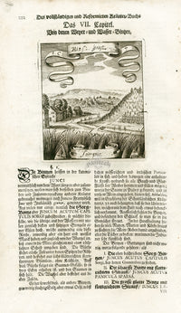 Valentini & Merian Original Prints 1719 Junpus Herb - Panteek Antique Prints