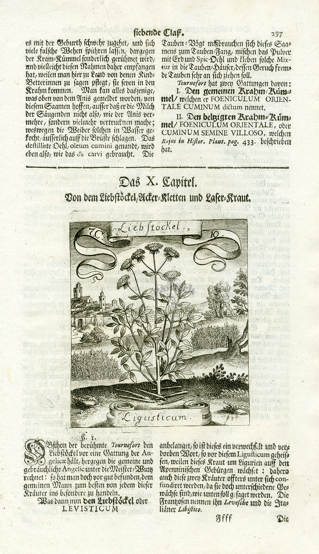 Valentini & Merian Original Prints 1719 Ligusticum Plant