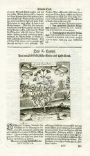Valentini & Merian Original Prints 1719 Ligusticum Plant - Panteek Antique Prints