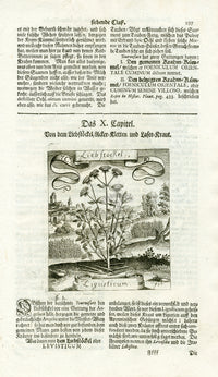 Valentini & Merian Original Prints 1719 Ligusticum Plant - Panteek Antique Prints