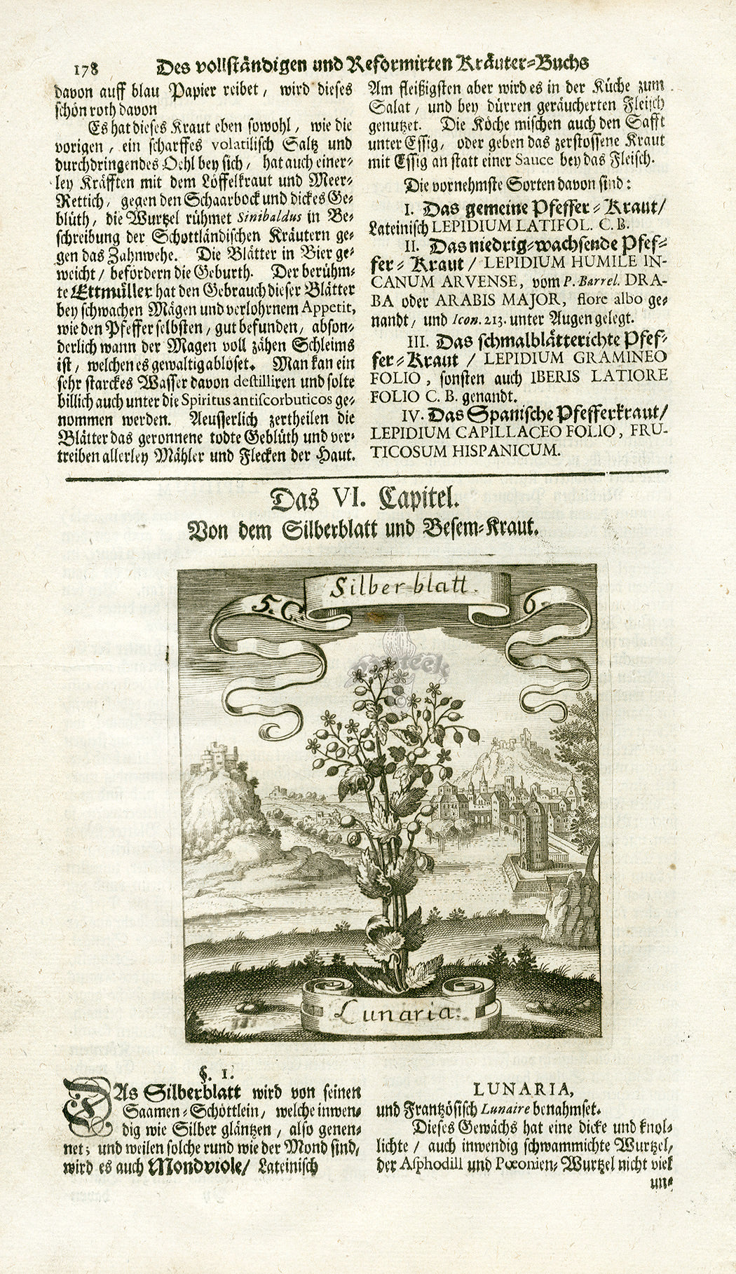 Valentini & Merian Original Prints 1719 Lunaria Plant