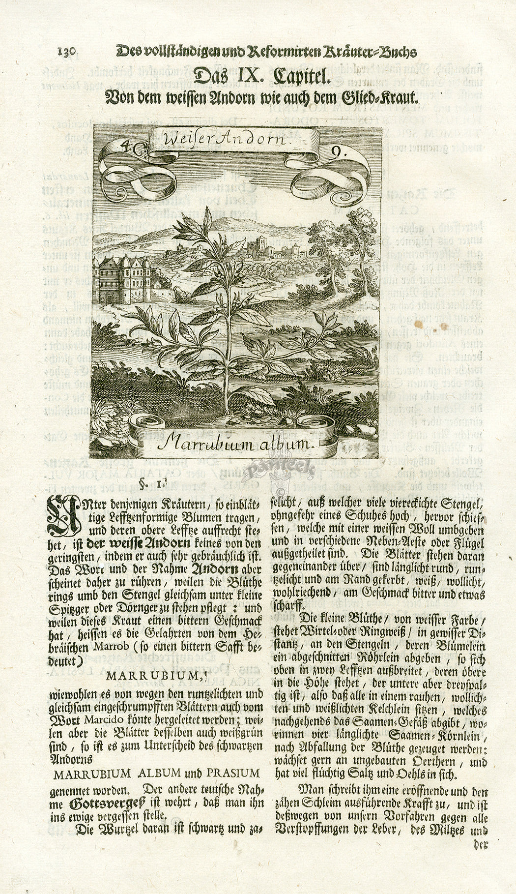 Valentini & Merian Original Prints 1719 Marrubium album Herb