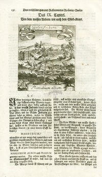 Valentini & Merian Original Prints 1719 Marrubium album Herb - Panteek Antique Prints