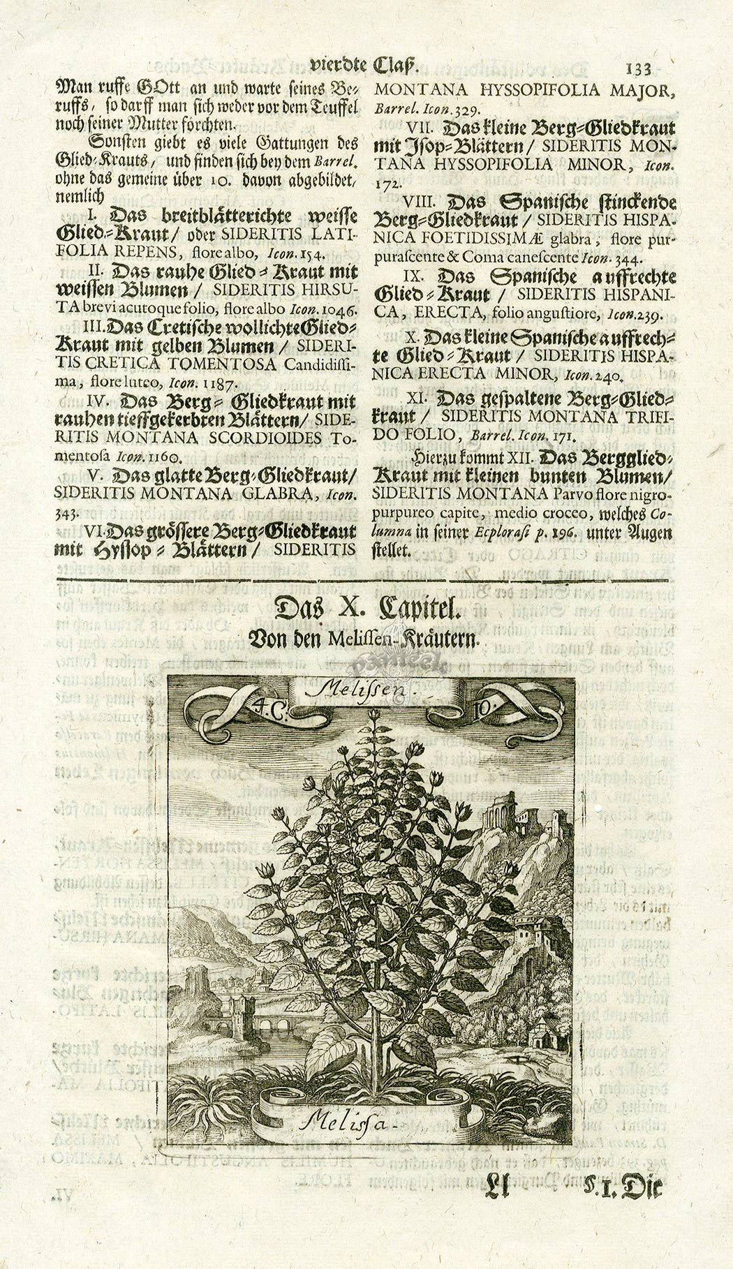 Valentini & Merian Original Prints 1719 Melissa Herb