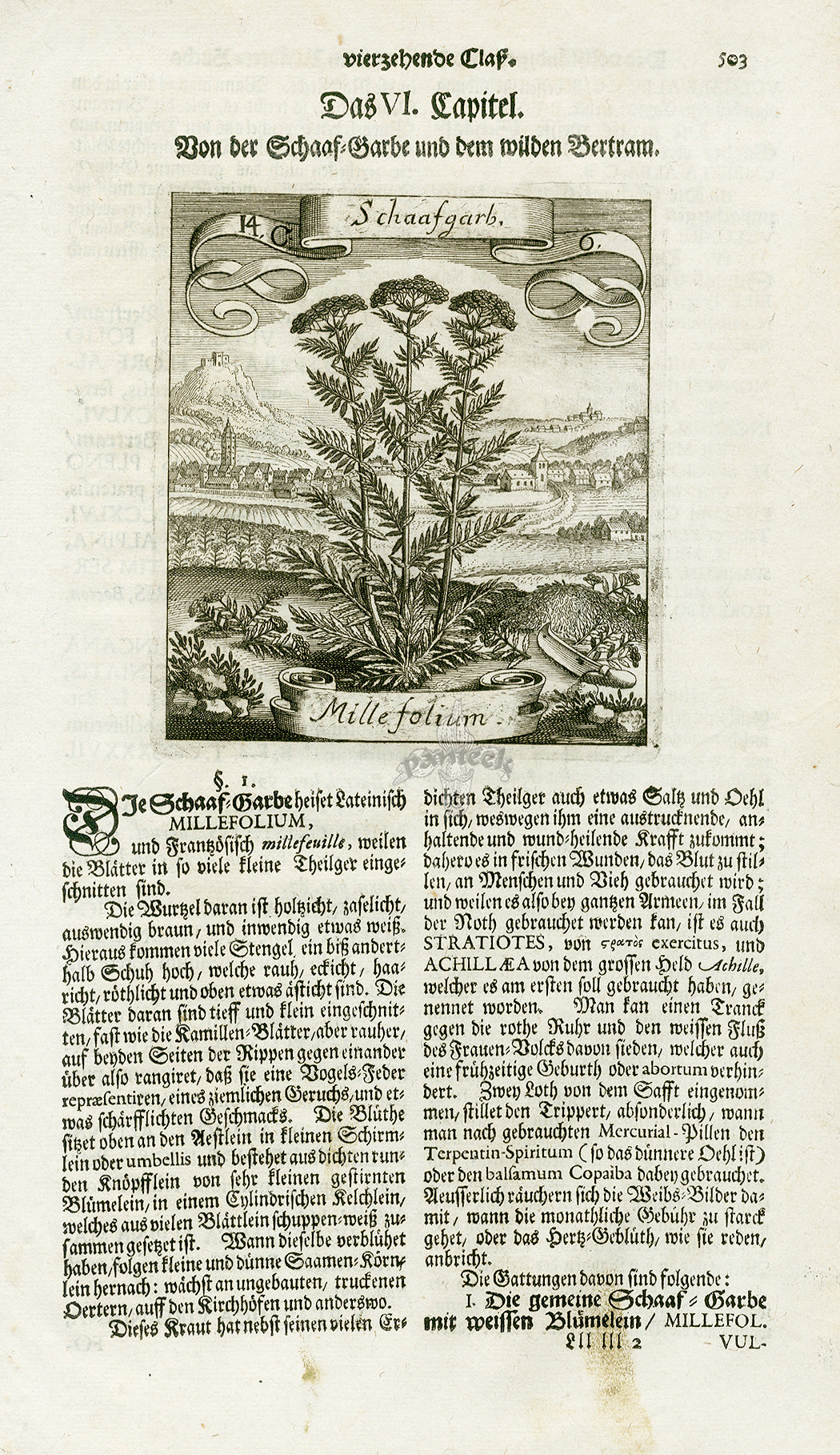 Valentini & Merian Original Prints 1719 Millefolium Herb