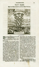Valentini & Merian Original Prints 1719 Millefolium Herb - Panteek Antique Prints