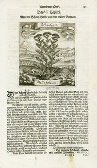 Valentini & Merian Original Prints 1719 Millefolium Herb - Panteek Antique Prints