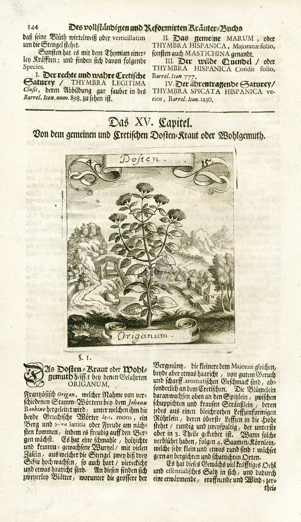 Valentini & Merian Original Prints 1719 Origanum Herb