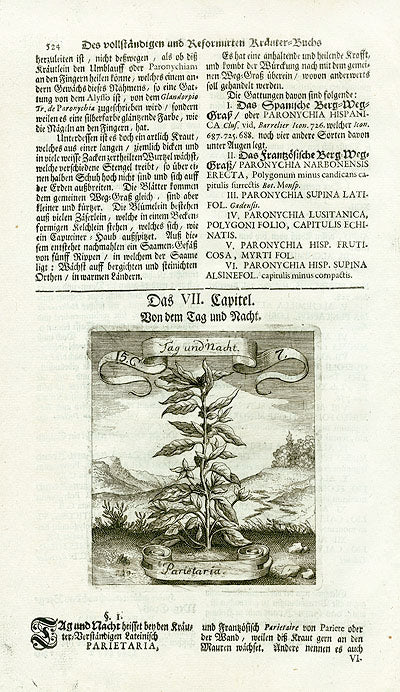 Valentini & Merian Original Prints 1719 Parietaria Plant