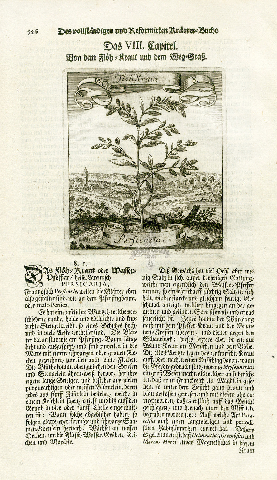 Valentini & Merian Original Prints 1719 Persicaria Plant