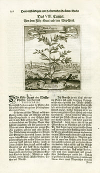 Valentini & Merian Original Prints 1719 Persicaria Plant - Panteek Antique Prints
