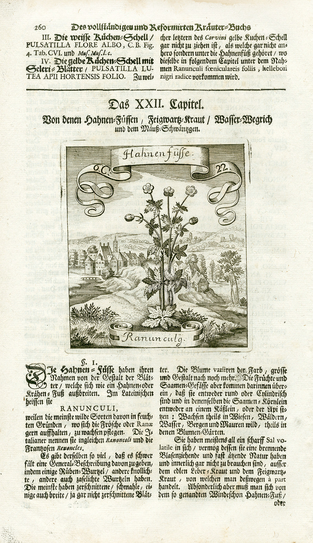 Valentini & Merian Original Prints 1719 Rannuncula Plant