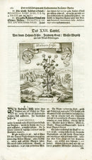 Valentini & Merian Original Prints 1719 Rannuncula Plant - Panteek Antique Prints