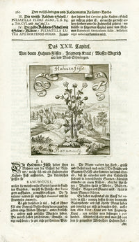 Valentini & Merian Original Prints 1719 Rannuncula Plant - Panteek Antique Prints
