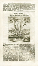 Valentini & Merian Original Prints 1719 Raphana Rusticana Plant - Panteek Antique Prints