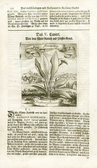 Valentini & Merian Original Prints 1719 Raphana Rusticana Plant - Panteek Antique Prints