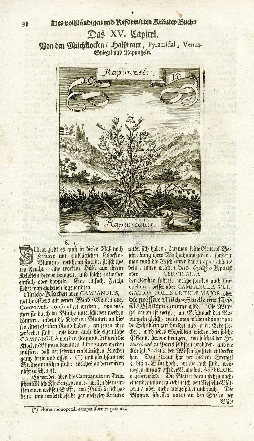 Valentini & Merian Original Prints 1719 Rapunculus Plant