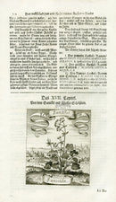 Valentini & Merian Original Prints 1719 Sanicula Herb - Panteek Antique Prints