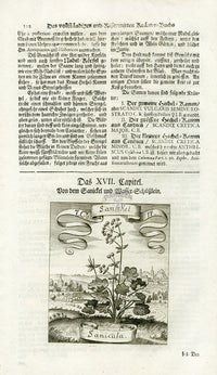 Valentini & Merian Original Prints 1719 Sanicula Herb - Panteek Antique Prints