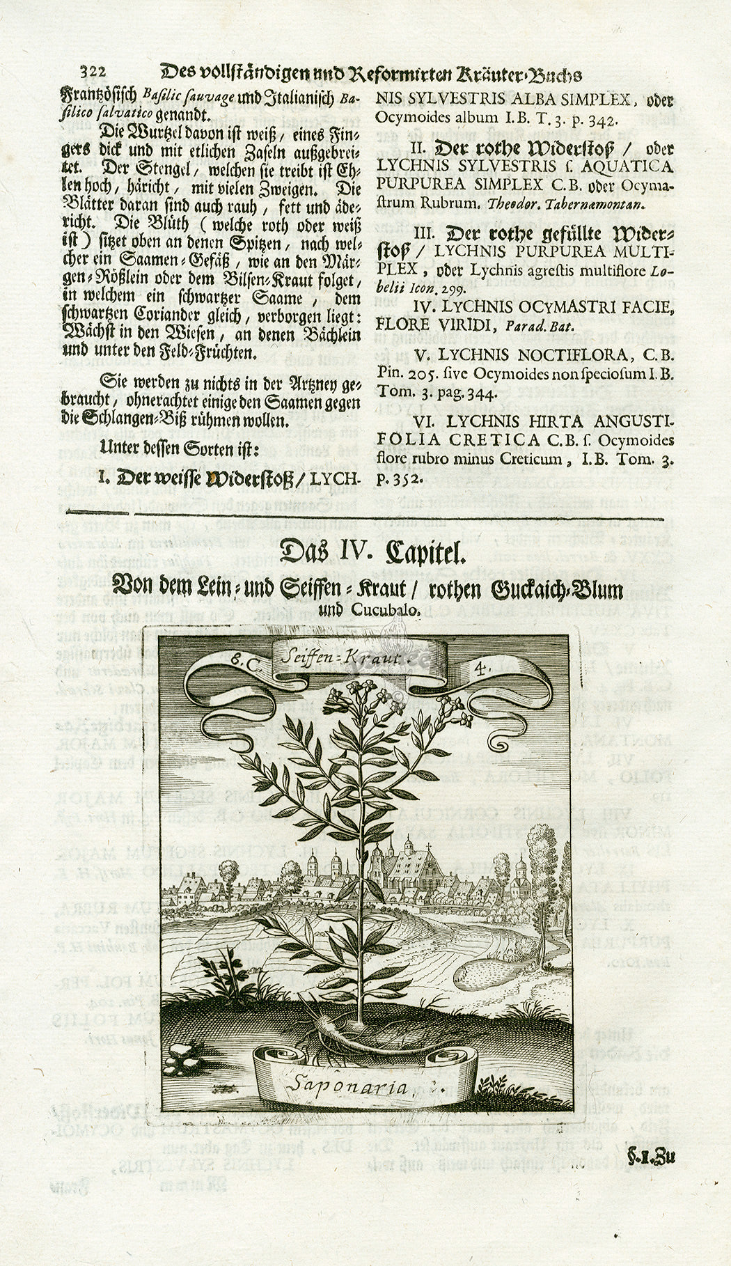Valentini & Merian Original Prints 1719 Saponaria Plant