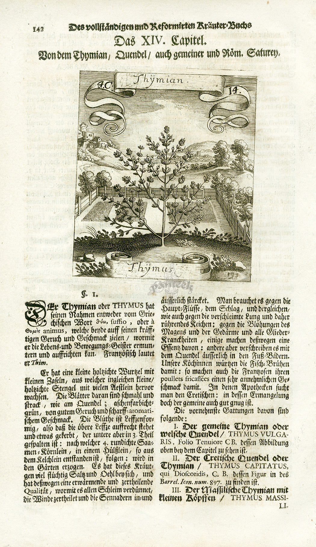 Valentini & Merian Original Prints 1719 Thymus Herb