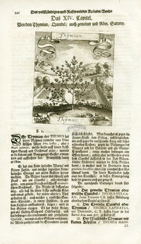 Valentini & Merian Original Prints 1719 Thymus Herb - Panteek Antique Prints