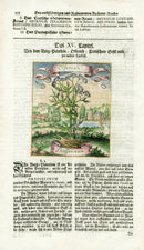 Valentini & Merian Original Prints 1719 Thysselinum Herb - Panteek Antique Prints