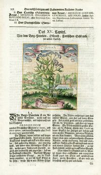 Valentini & Merian Original Prints 1719 Thysselinum Herb - Panteek Antique Prints