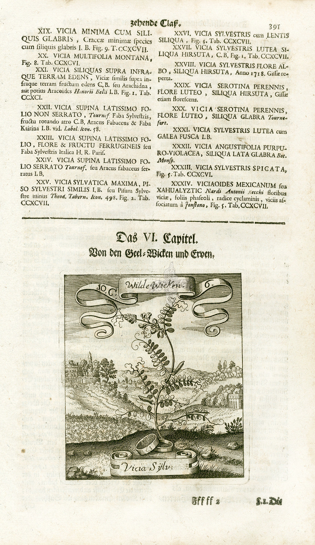 Valentini & Merian Original Prints 1719 Vicia Sylvestris Plant