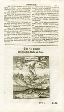 Valentini & Merian Original Prints 1719 Vicia Sylvestris Plant - Panteek Antique Prints