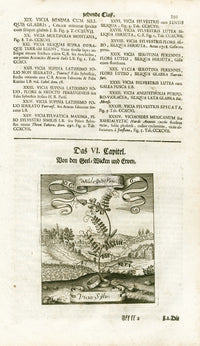 Valentini & Merian Original Prints 1719 Vicia Sylvestris Plant - Panteek Antique Prints