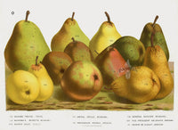 Van Houtte 1845 Antique Fruit & Vegetable Anjou Pear & Others - Panteek Antique Prints