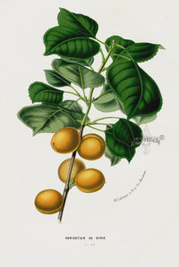 Van Houtte 1845 Antique Fruit & Vegetable Apricot - Panteek Antique Prints